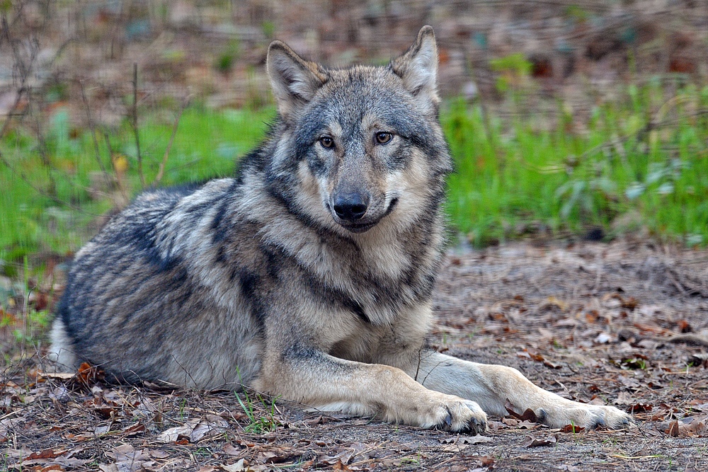 Wolf: Im Wildpark ein trauriger Anblick 02