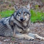 Wolf: Im Wildpark ein trauriger Anblick 02