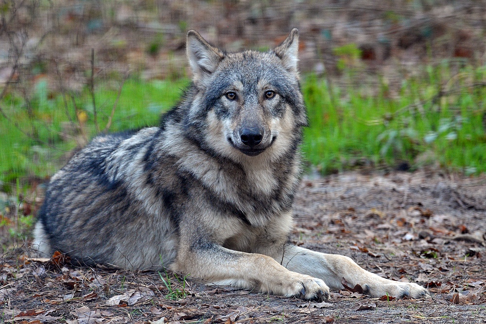 Wolf: Im Wildpark ein trauriger Anblick 03