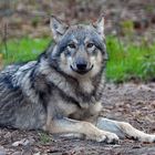 Wolf: Im Wildpark ein trauriger Anblick 03