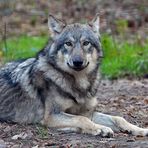 Wolf: Im Wildpark ein trauriger Anblick 03