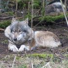 Wolf im Wildpark