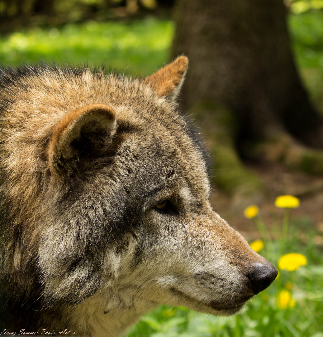 Wolf im Wildpark Hundshaupten