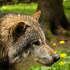 Wolf im Wildpark Hundshaupten