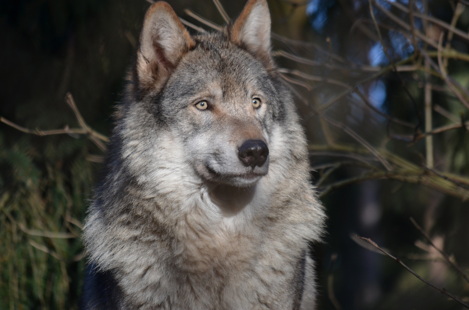 Wolf im Wildpark Lüneburger Heide