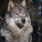 Wolf im Wildpark Lüneburger Heide