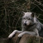 Wolf im Wildpark Lüneburger Heide