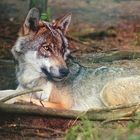 Wolf im Wildpark Schorfheide