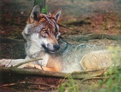 Wolf im Wildpark Schorfheide