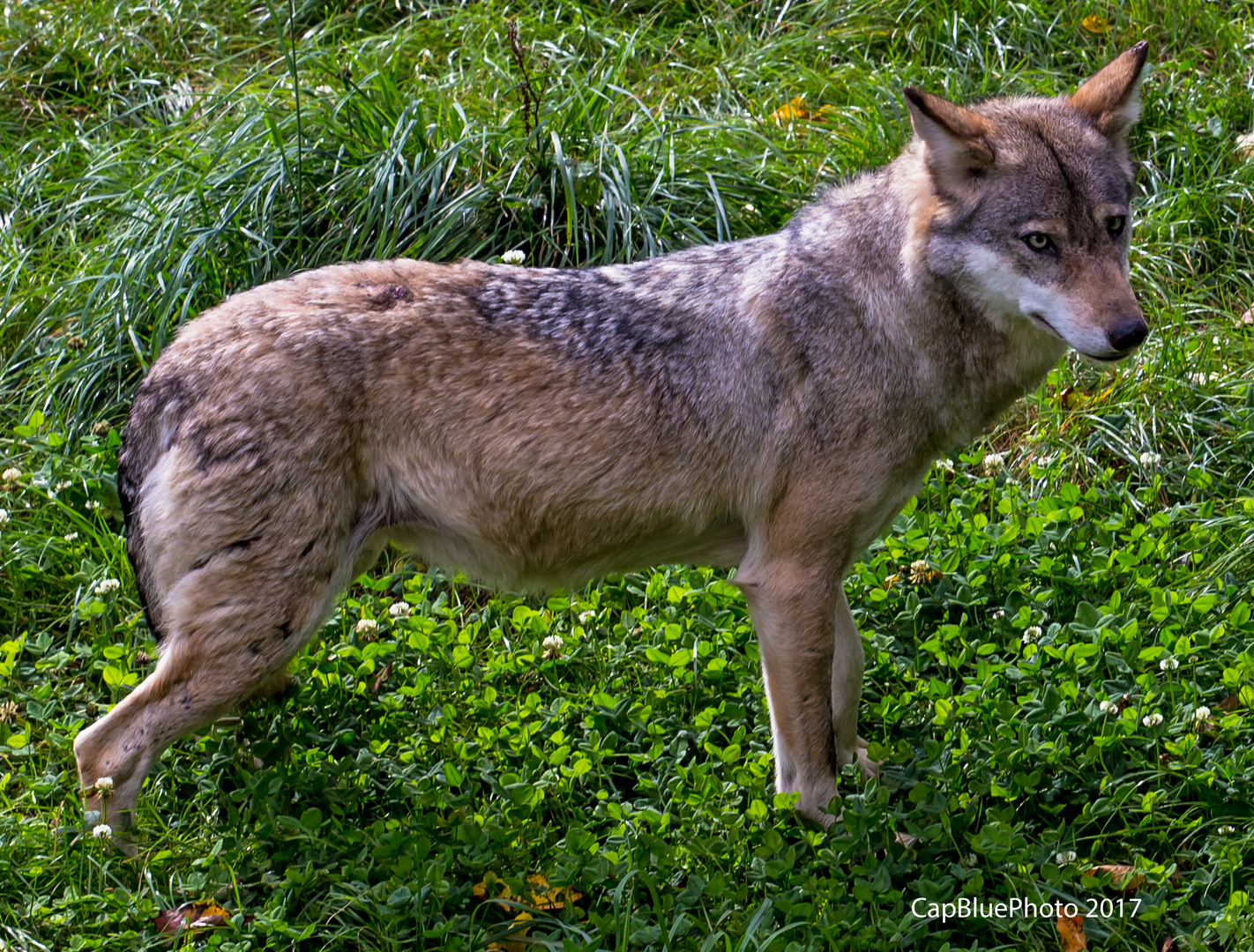 Wolf im Wildpark Silz