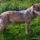 Wolf im Wildpark Silz