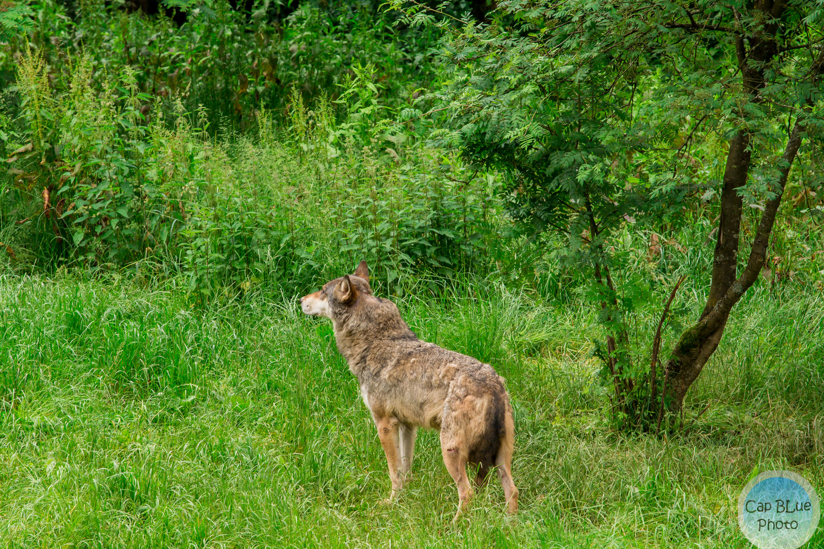 Wolf im Wildpark SIlz