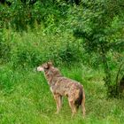 Wolf im Wildpark SIlz