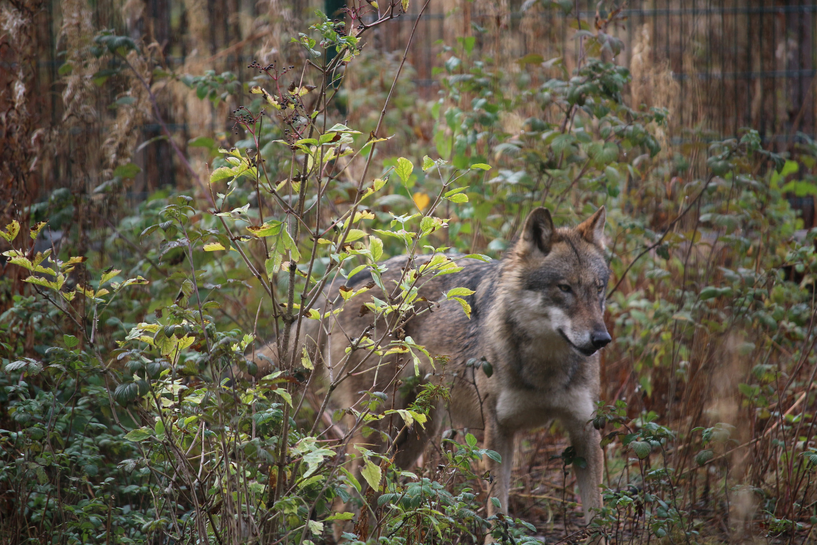 Wolf im WildtierPark