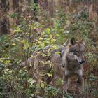 Wolf im WildtierPark