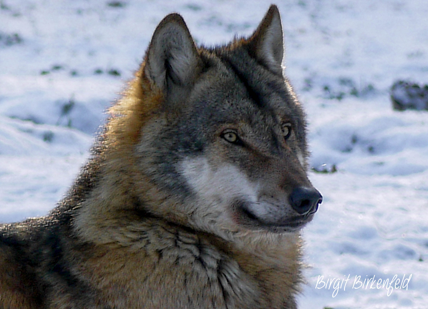 Wolf im Winter