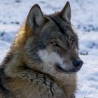 Wolf im Winter