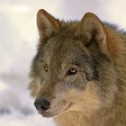 Wolf im Winter