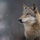 Wolf im Winter ..