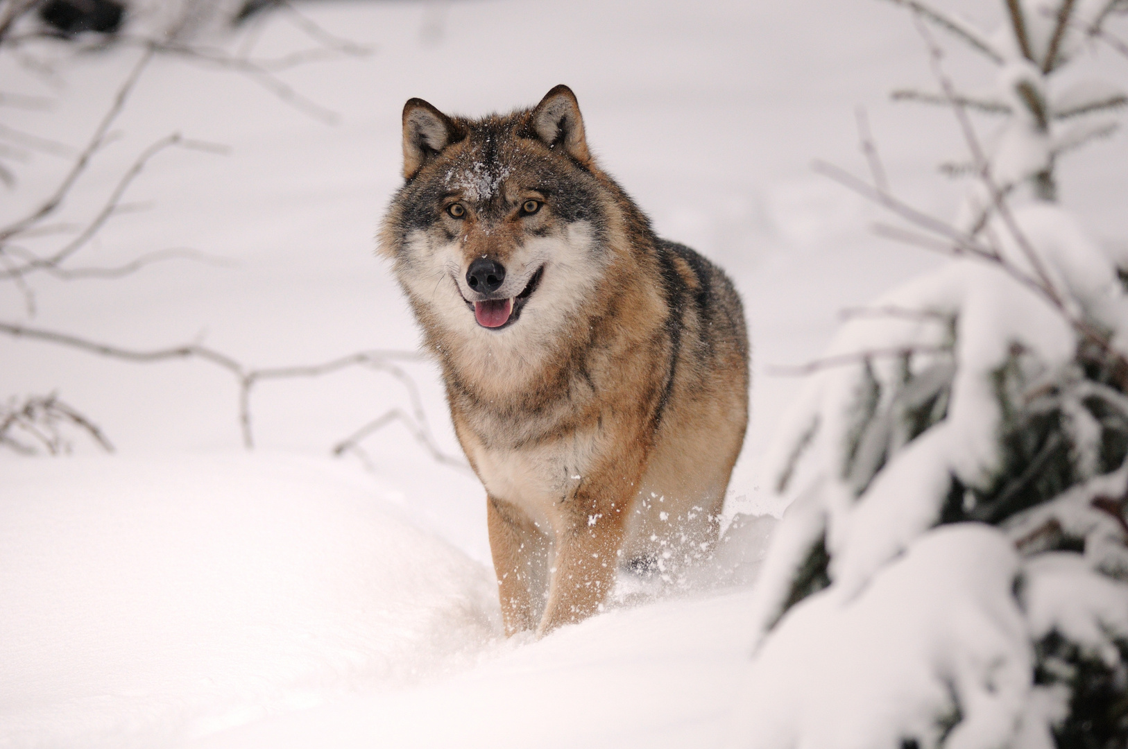 Wolf im Winter