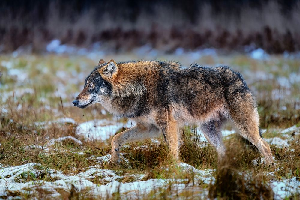 Wolf im Winterpelz 