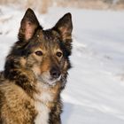 Wolf im Winterpelz