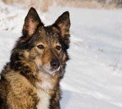 Wolf im Winterpelz