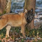 Wolf im Winterrest 01