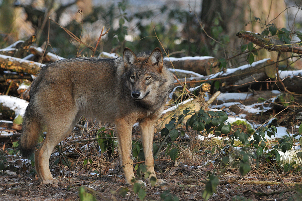 Wolf im Winterrest 02