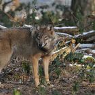 Wolf im Winterrest 02