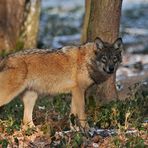 Wolf im Winterrest 03