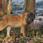 Wolf im Winterrest 03