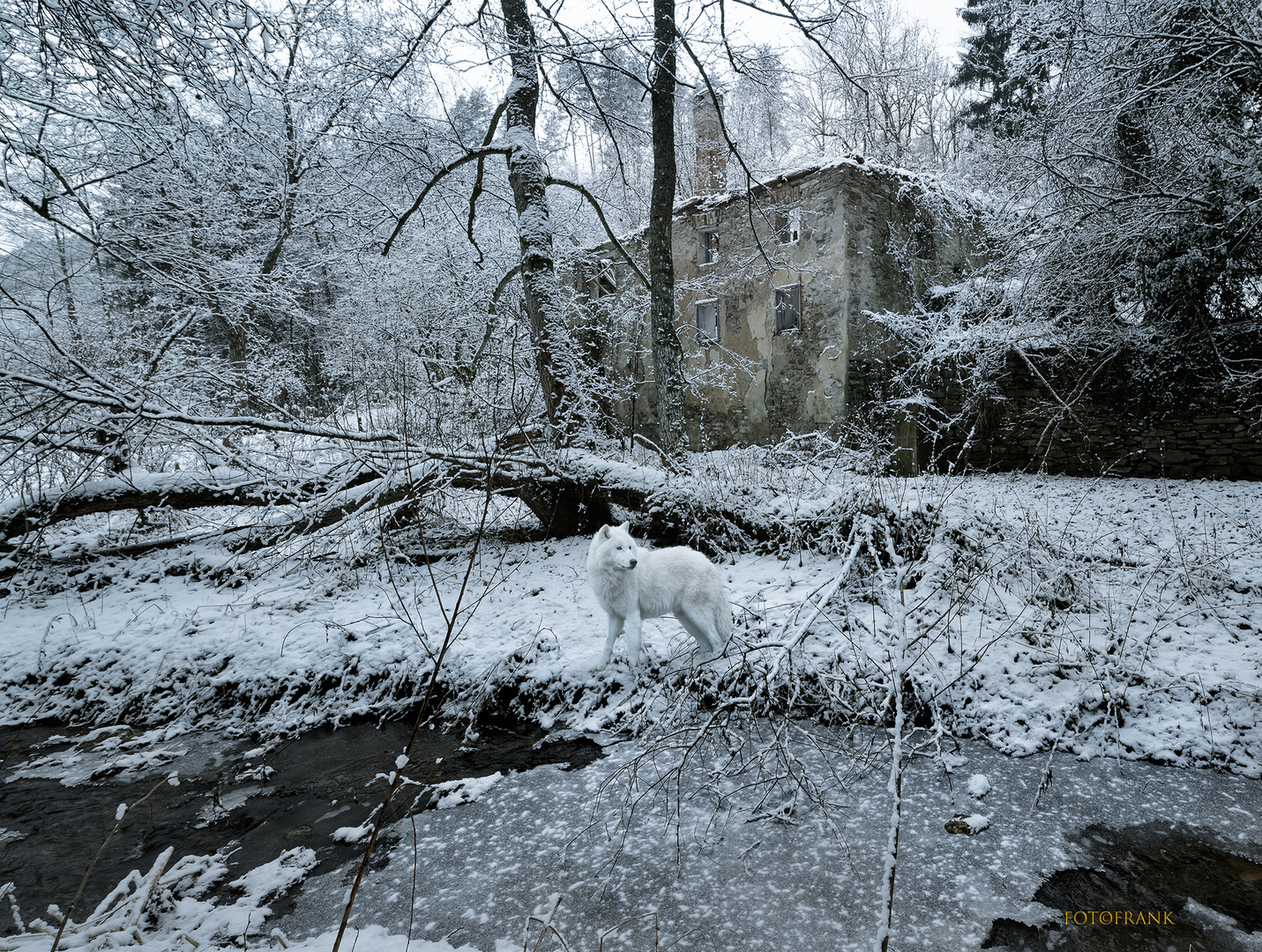 Wolf im Winterwald