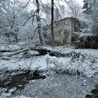 Wolf im Winterwald