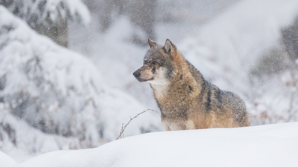 Wolf im Winterwald