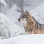 Wolf im Winterwald