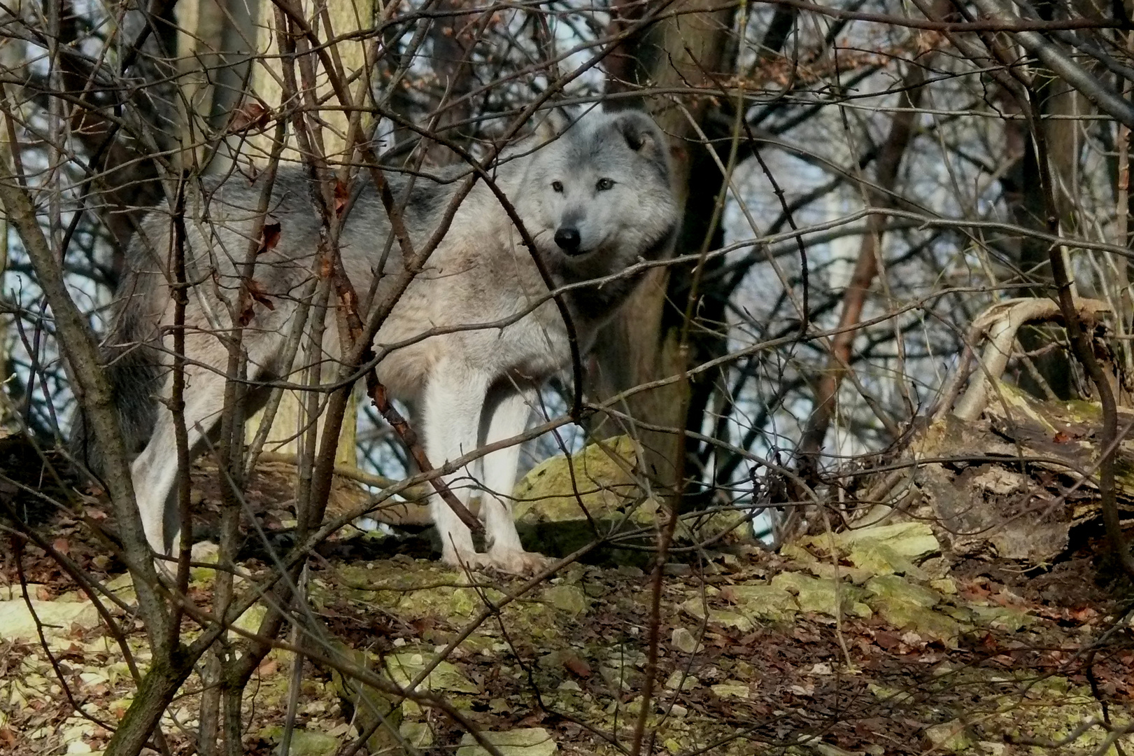 Wolf im Wolf- und Bärenpark Worbis