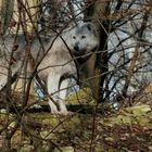 Wolf im Wolf- und Bärenpark Worbis