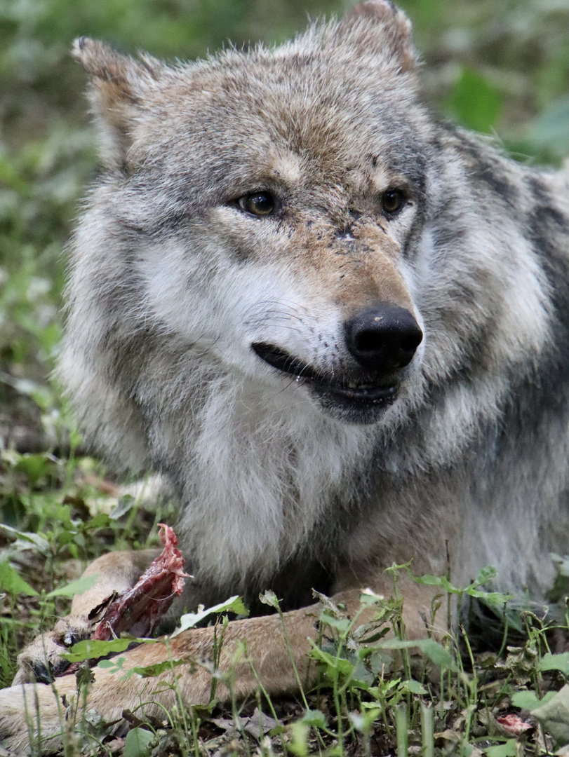 Wolf im Wolfcenter Dörverden