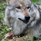 Wolf im Wolfcenter Dörverden