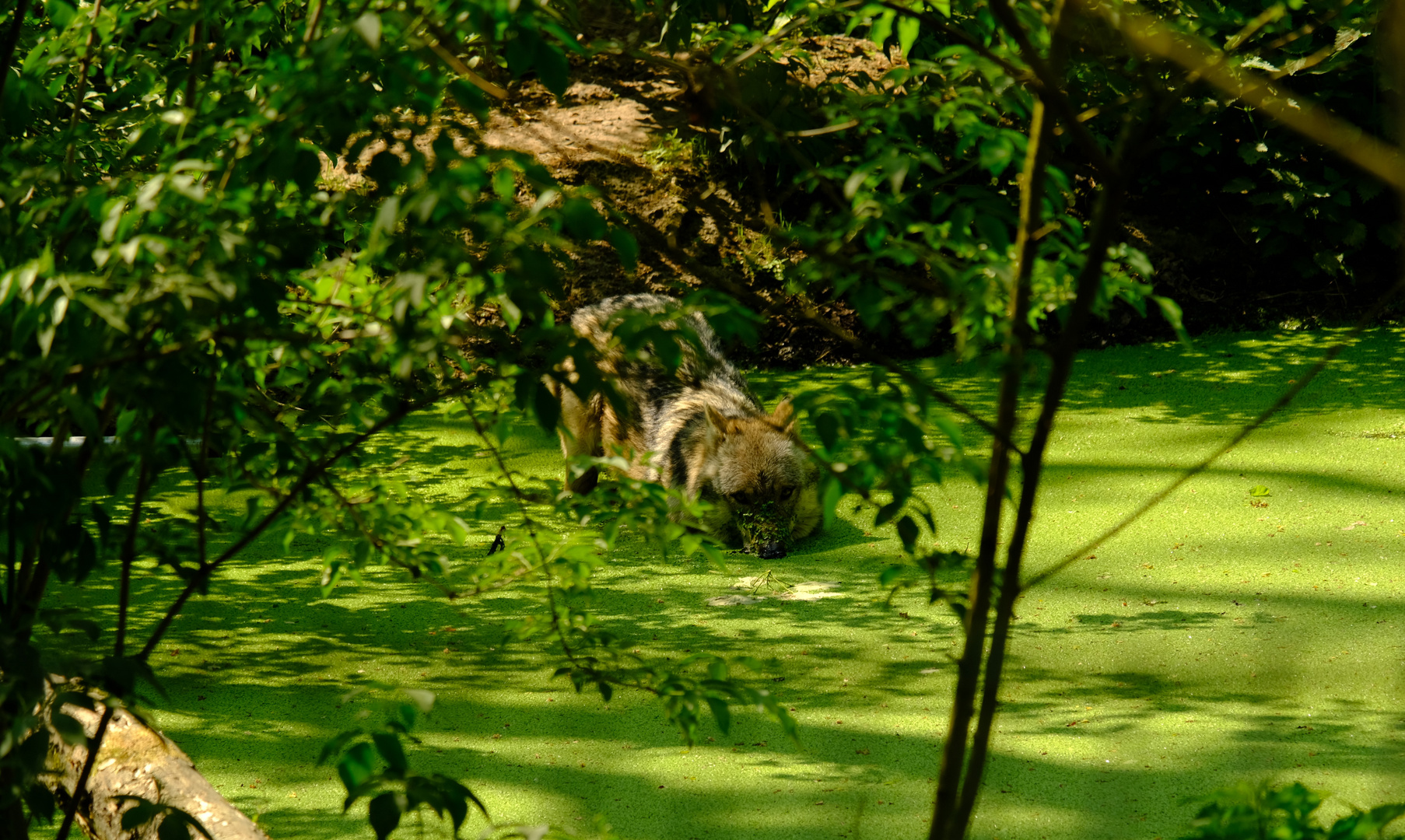 Wolf im Wolfcenter Dörverden