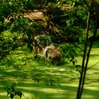 Wolf im Wolfcenter Dörverden