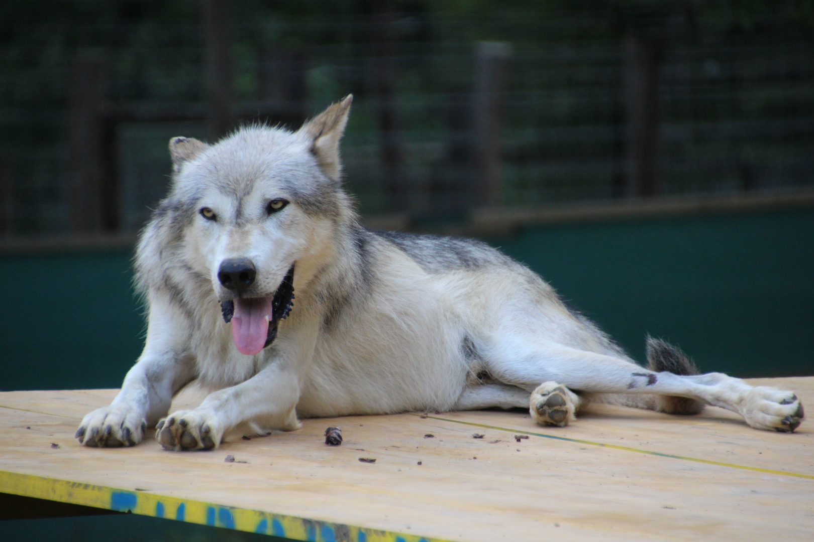 Wolf im Wolfsforschungszentrum Ernstbrunn