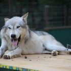 Wolf im Wolfsforschungszentrum Ernstbrunn