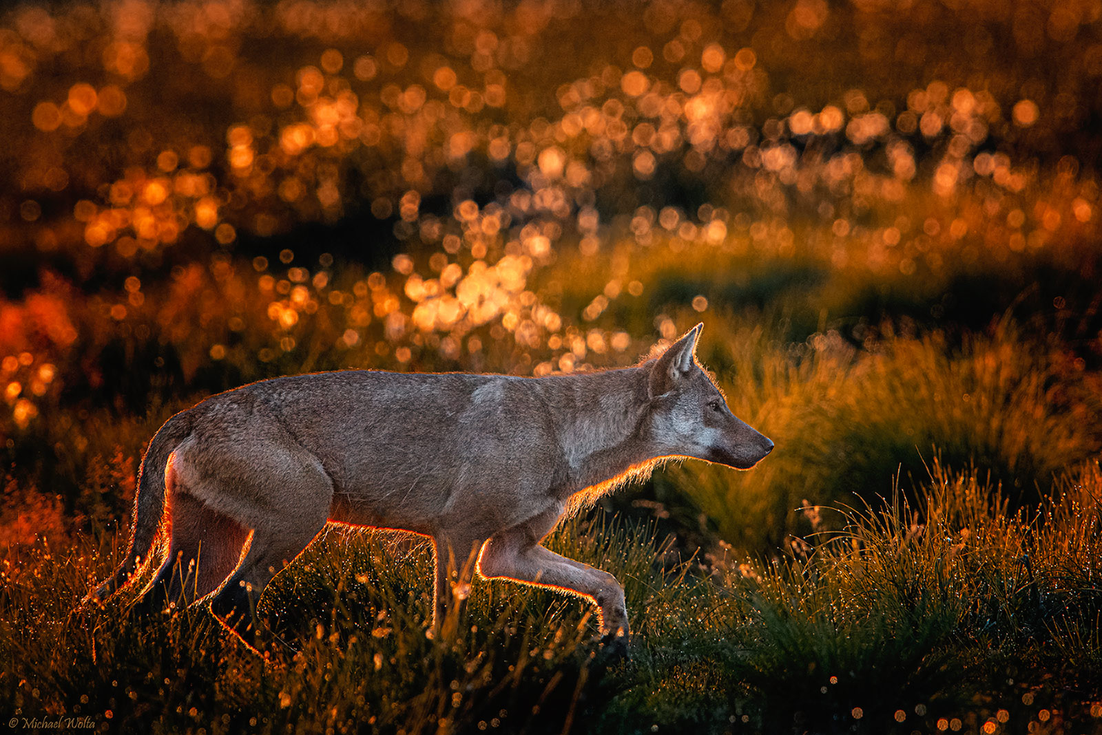 Wolf im Wollgras