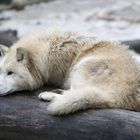 Wolf im Wuppertaler Zoo
