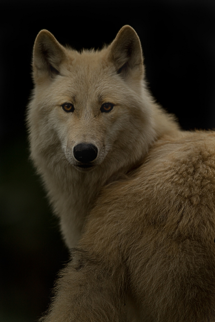 Wolf im Zoo Berlin