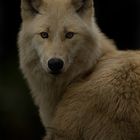 Wolf im Zoo Berlin