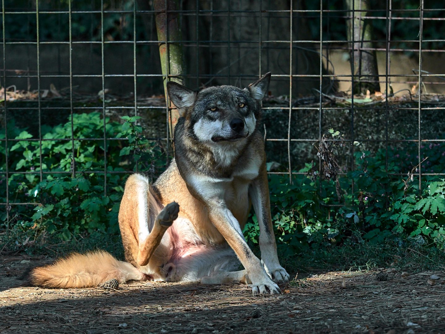 Wolf im Zoo Bojnice