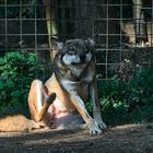 Wolf im Zoo Bojnice